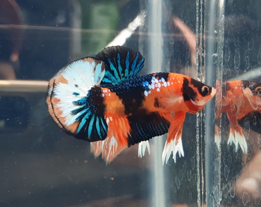 Betta Fish Tank For Baby To Juvenile Betta Fish Age 1 Day To 4 5 Month 
